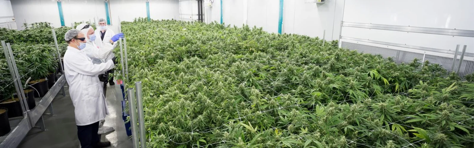 Abcann mother room 2