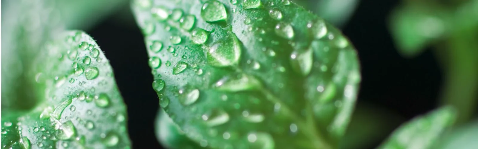 Humidity