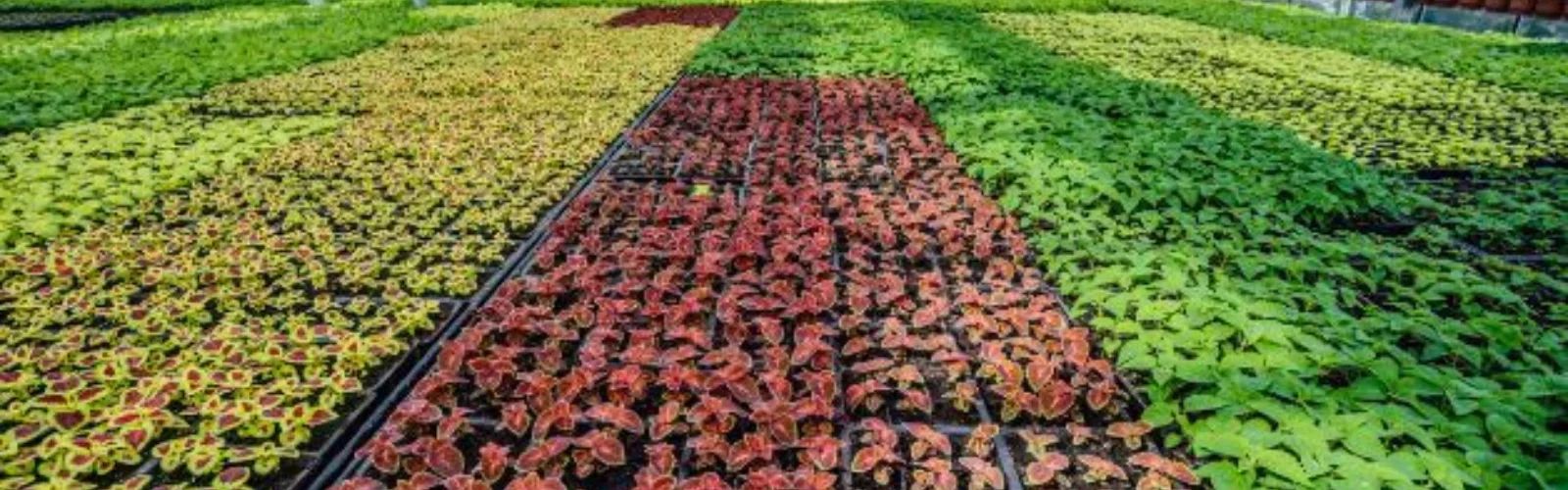 Nursery ornamentals