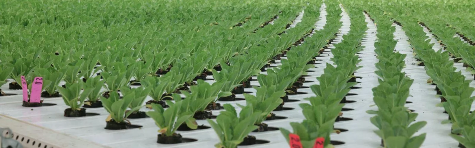 Go Green Lettuce 6
