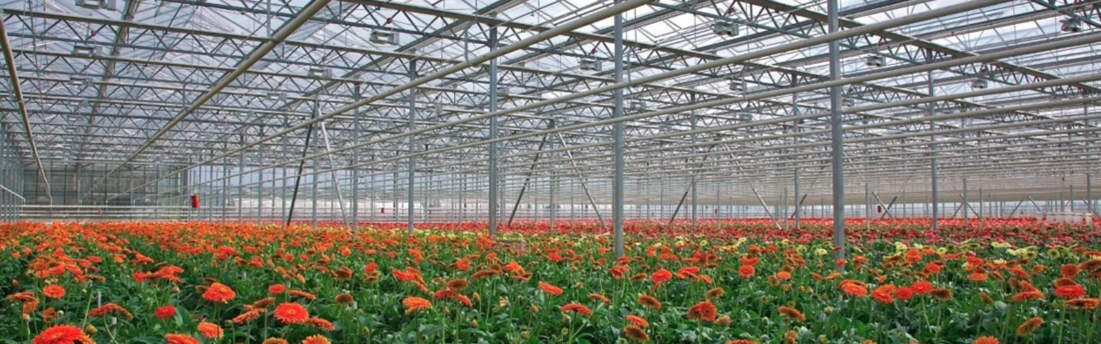 Floral Greenhouse