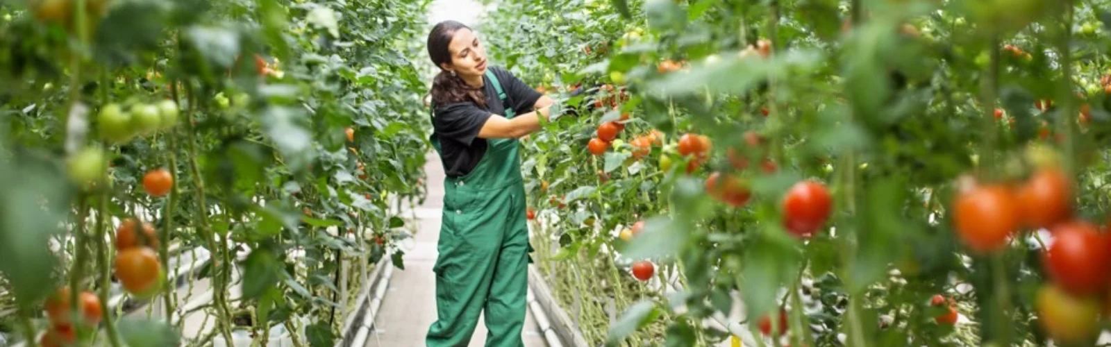Tomato Greenhouse
