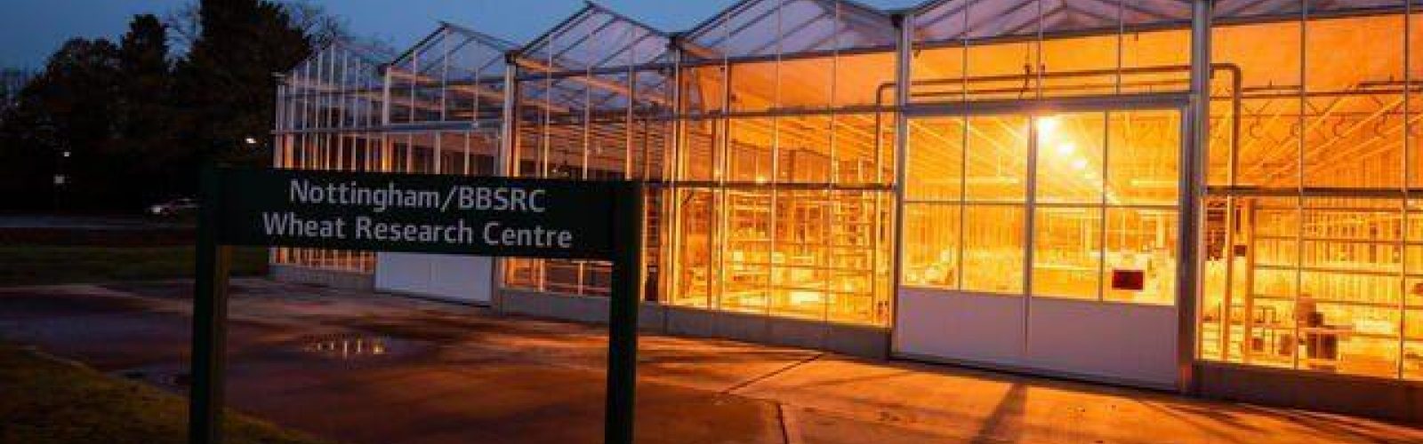 BBSRC Wheat Research Centre Glasshouses 3