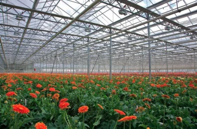 Floral Greenhouse