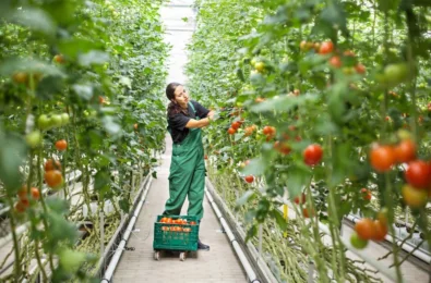 Tomato Greenhouse