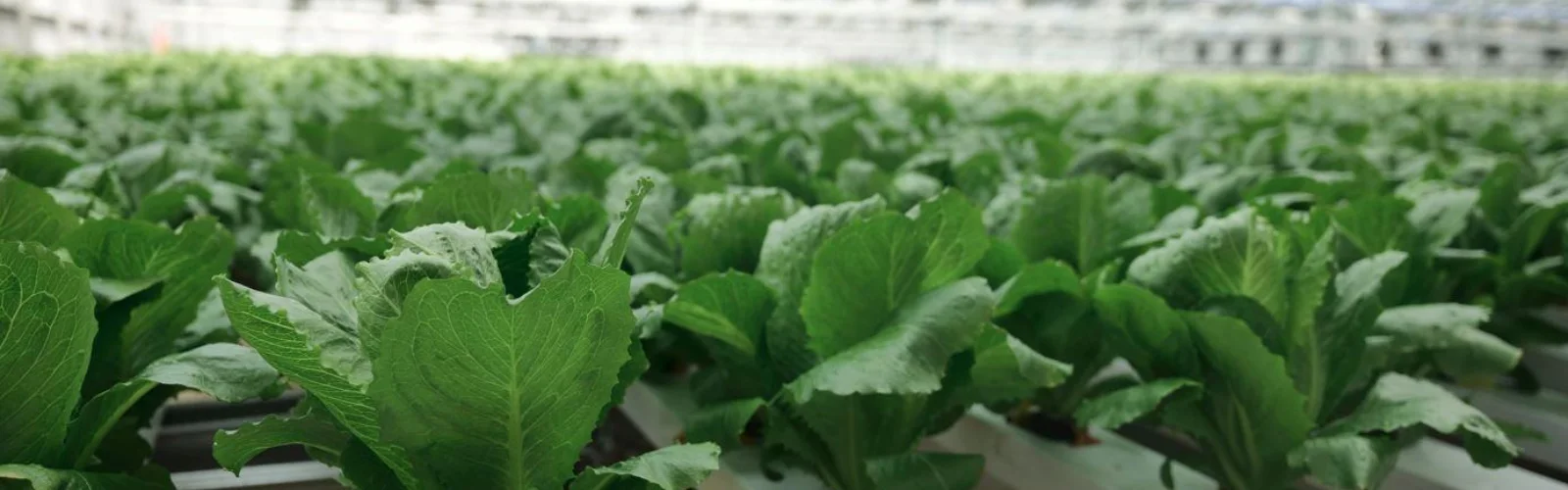 Go Green Lettuce 2